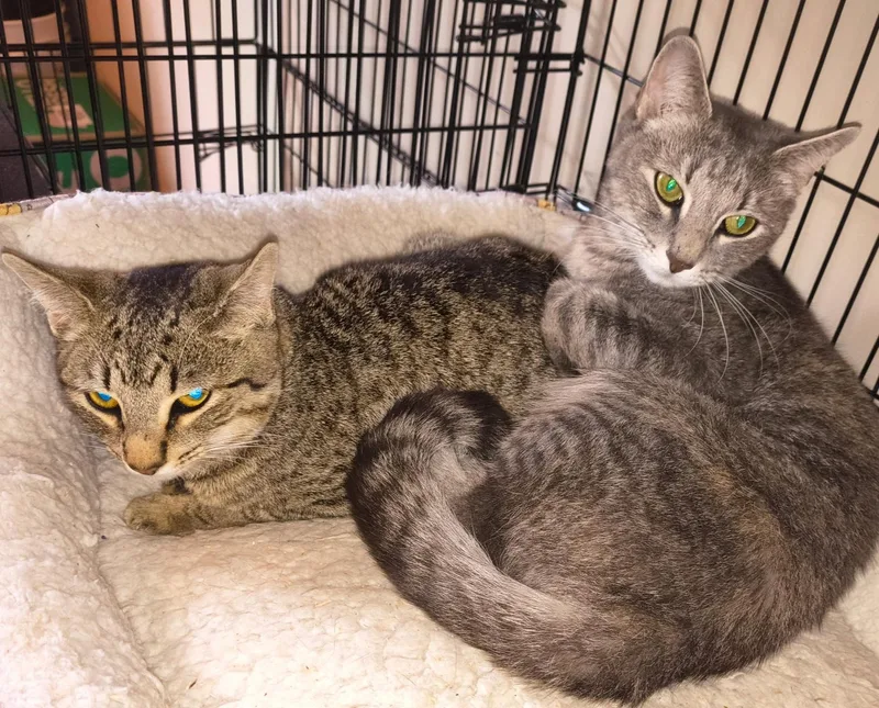 A young medium-sized female Tabby (Brown / Chocolate) Tabby cat named Xiomara & Cintrabonded Pair for adoption in Berlin, CT