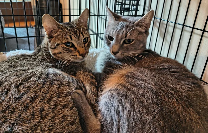 Xiomara & Cintrabonded Pair thumbnail 3