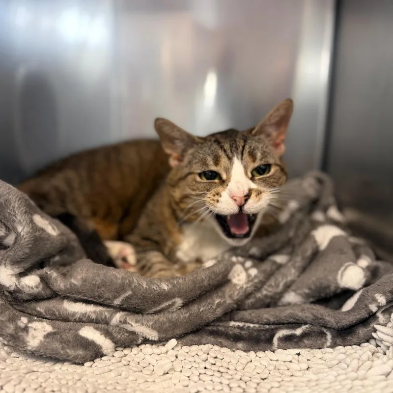 An adult medium-sized female Brown / Chocolate Domestic Short Hair cat named "sid" for adoption in Perkiomenville, PA