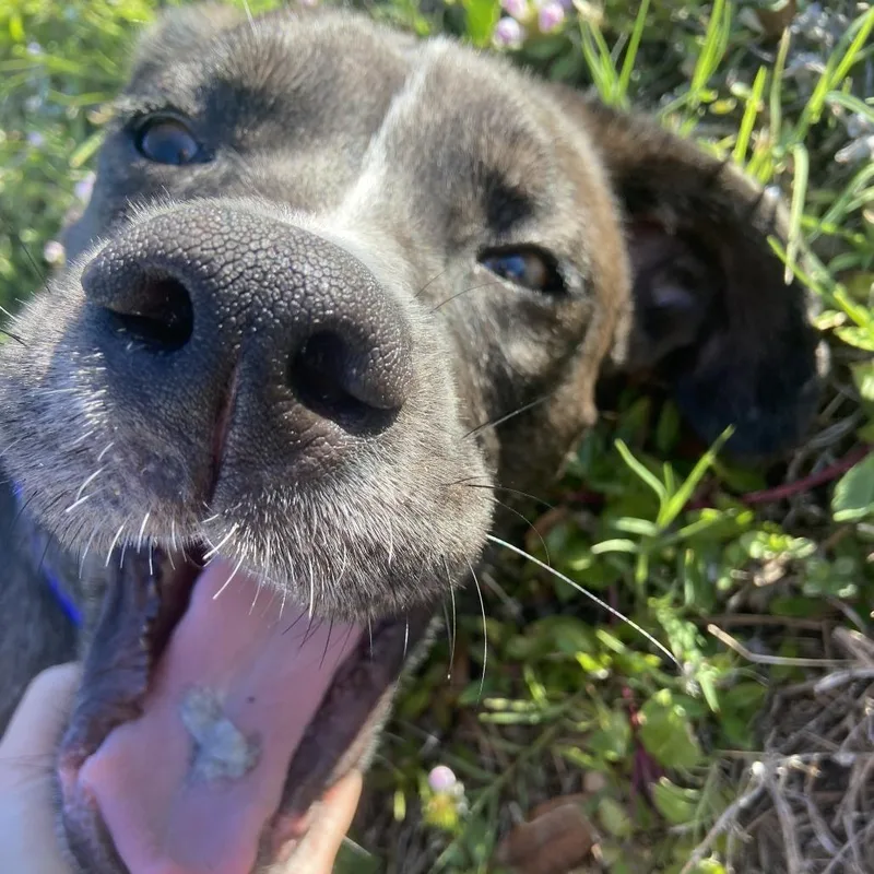 A young medium-sized male Black Boxer dog named Ziggy for adoption in Clearwater, FL
