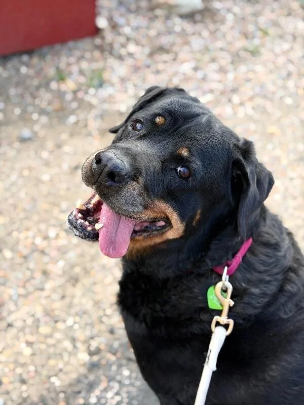 An adult large-sized female Black Rottweiler dog named Mina for adoption in Fruit Heights, UT