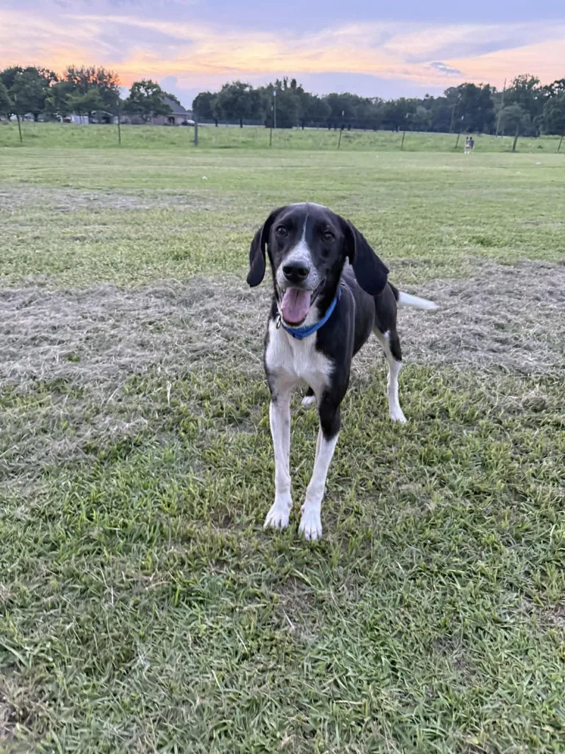 Buddy Sr