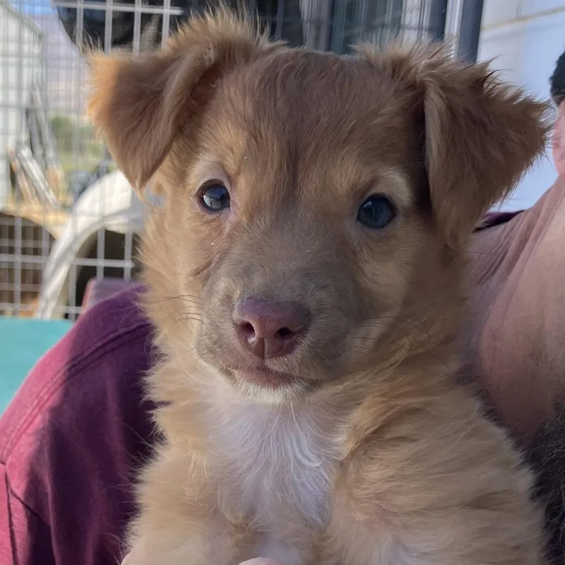 A baby small-sized male Red / Chestnut / Orange Golden Retriever dog named Emmett for adoption in Hawthorne, CA