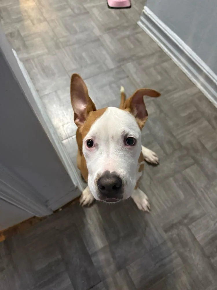 A baby medium-sized male White / Cream Mixed Breed dog named Woody for adoption in New York, NY