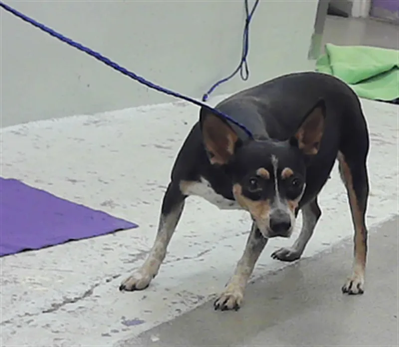 An adult small-sized female Chihuahua dog named A for adoption in Houston, TX