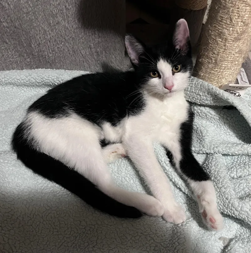A baby small-sized male Domestic Short Hair cat named Baby Toes for adoption in Highland, IN