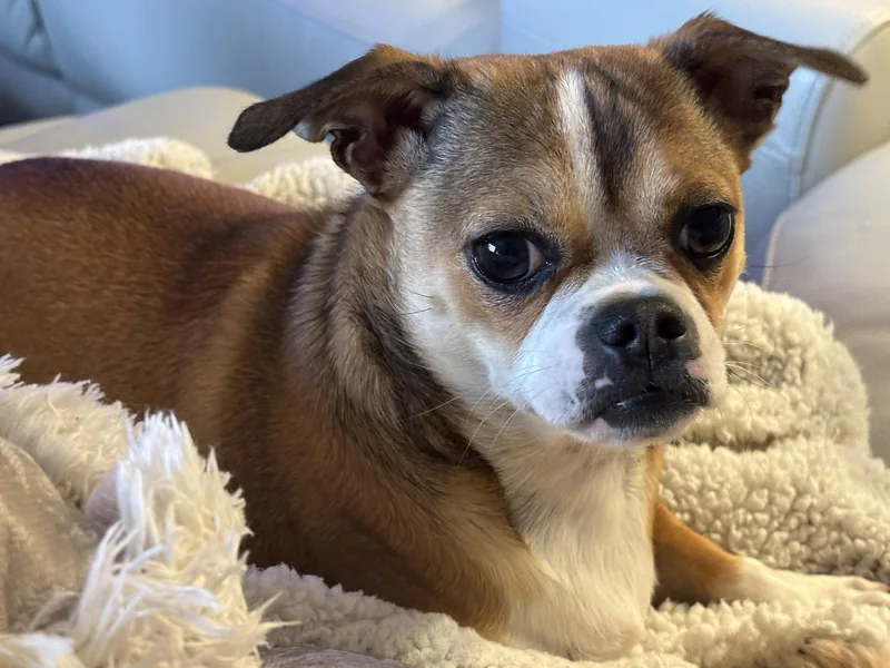 Muttley D & Jeff thumbnail 3