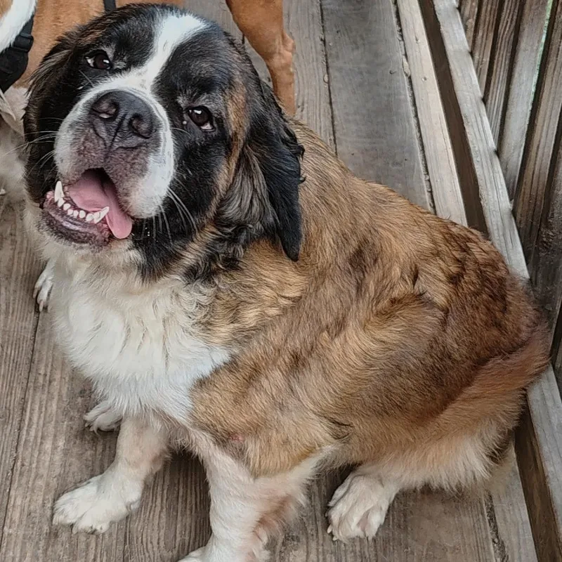 An adult large-sized female Brown / Chocolate Mixed Breed dog named Chowda for adoption in Edwardsville, IL