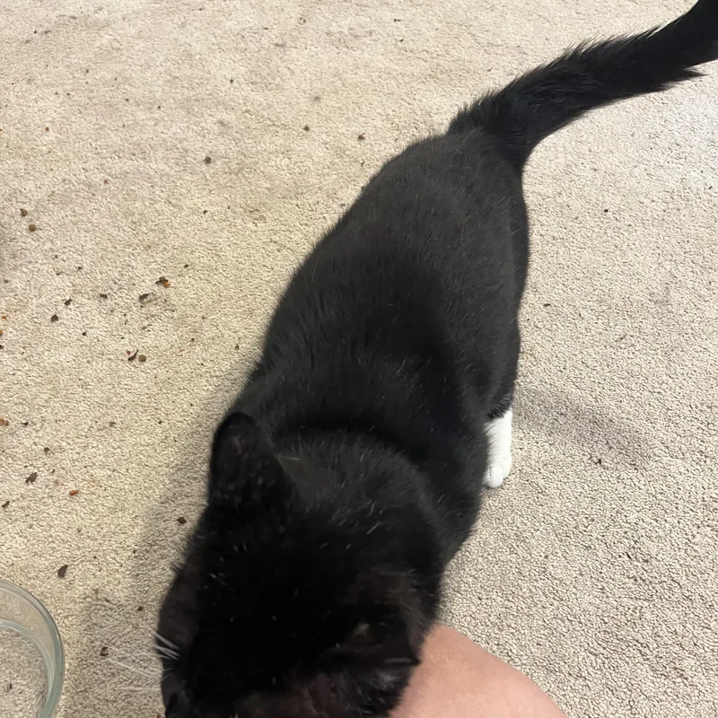 An adult large-sized male Black & White / Tuxedo Domestic Short Hair cat named Big Boy Pete for adoption in Scranton, PA
