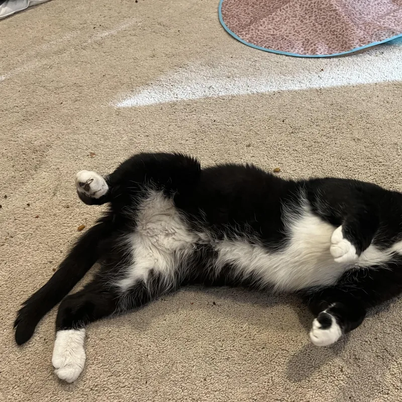Big Boy Pete thumbnail 3