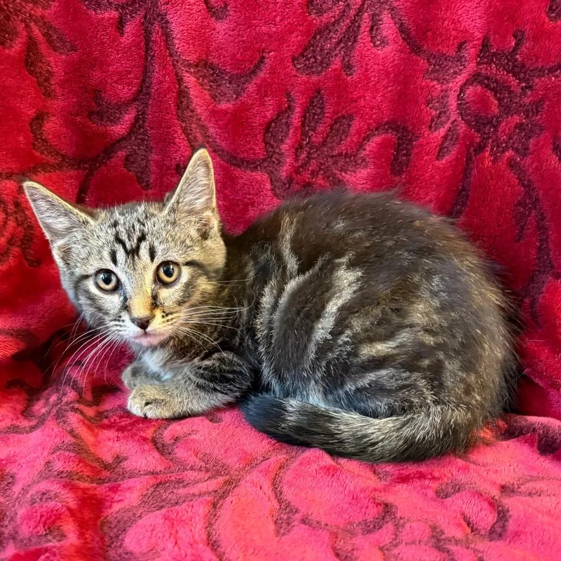 A baby small-sized male Brown / Chocolate Domestic Short Hair cat named DePop for adoption in Mount Juliet, TN
