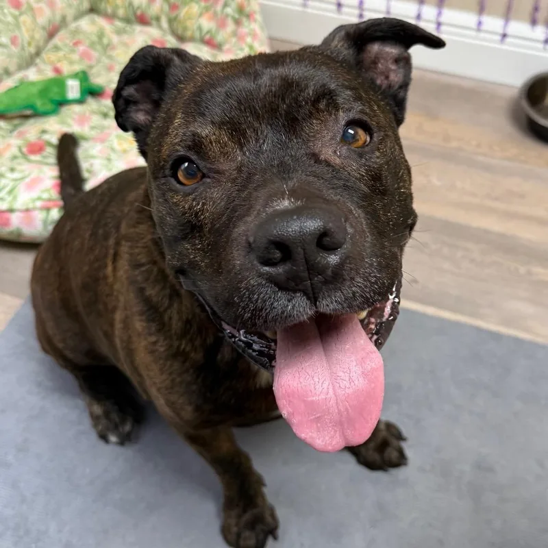 A senior large-sized male Staffordshire Bull Terrier dog named Rocky for adoption in Lake Panasoffkee, FL