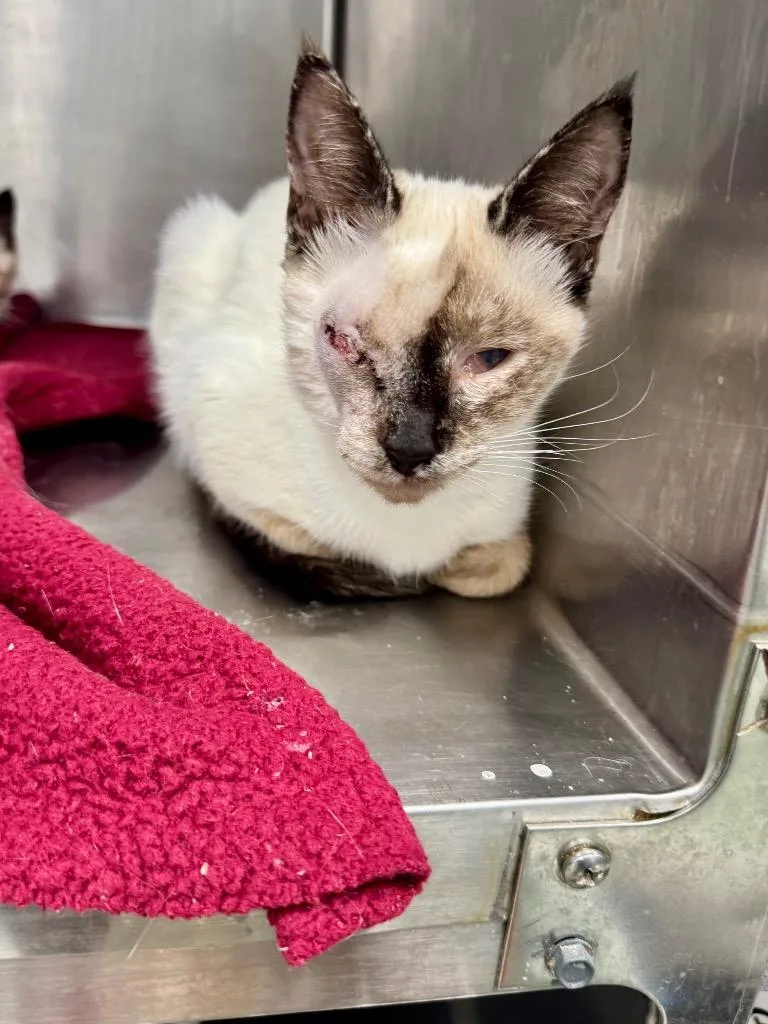 A baby medium-sized female Domestic Short Hair cat named Artemis for adoption in Danielsville, GA