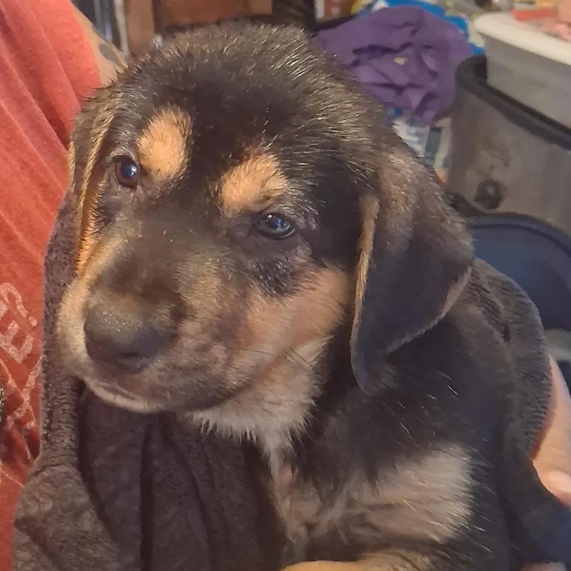 A baby small-sized male Black Hound dog named Bluey for adoption in Corpus Christi, TX