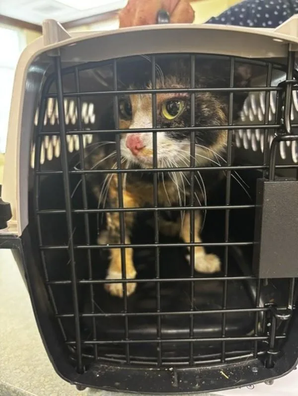 An adult small-sized female Domestic Short Hair cat named Mush Mush for adoption in Virginia Beach, VA