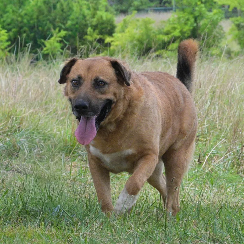 An adult large-sized male Brown / Chocolate Mastiff dog named Spirit for adoption in Okolona, MS
