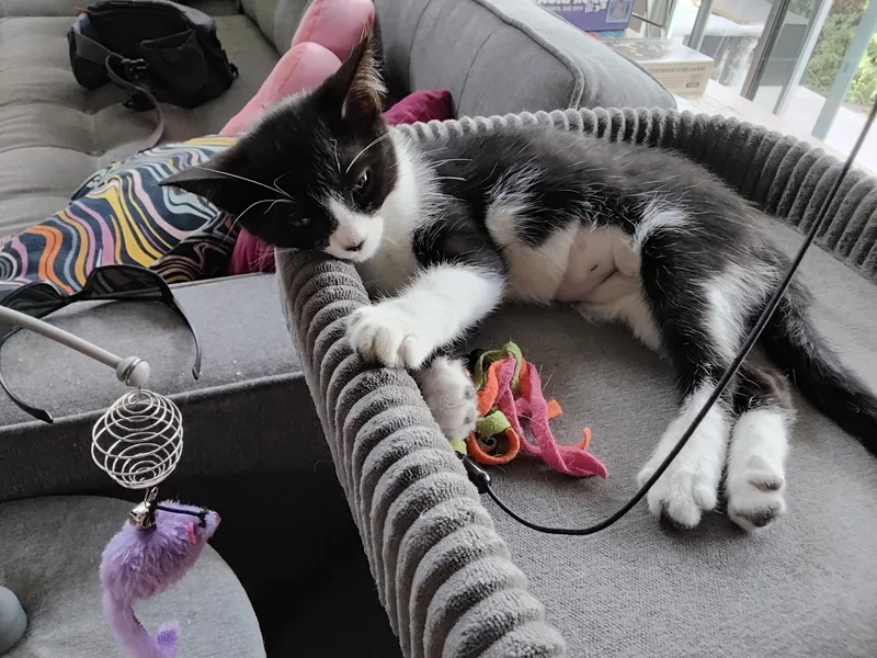 A baby small-sized female Black & White / Tuxedo Tuxedo cat named Bunny for adoption in Bell Gardens, CA