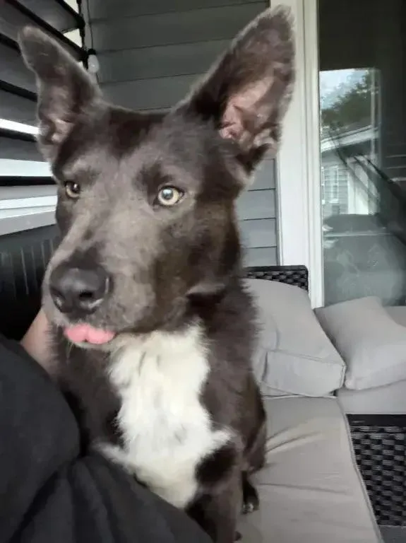A young medium-sized male Mixed Breed dog named Shadow for adoption in Grand Rapids, MI