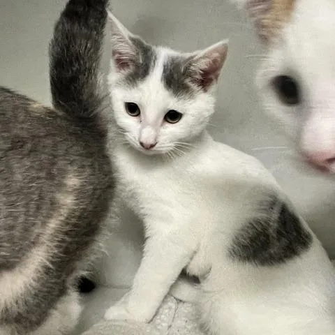 A baby small-sized female White Domestic Short Hair cat named Ponytail for adoption in Dayton, OH