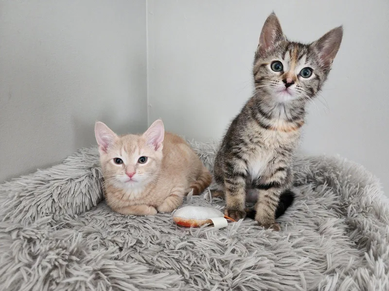 A baby medium-sized male Buff / Tan / Fawn Domestic Short Hair cat named Caterpillar & Dragonfly for adoption in Wheaton, IL