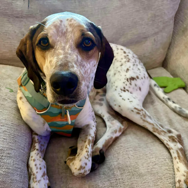 A young medium-sized male Bluetick Coonhound dog named Radar for adoption in Murphysboro, IL