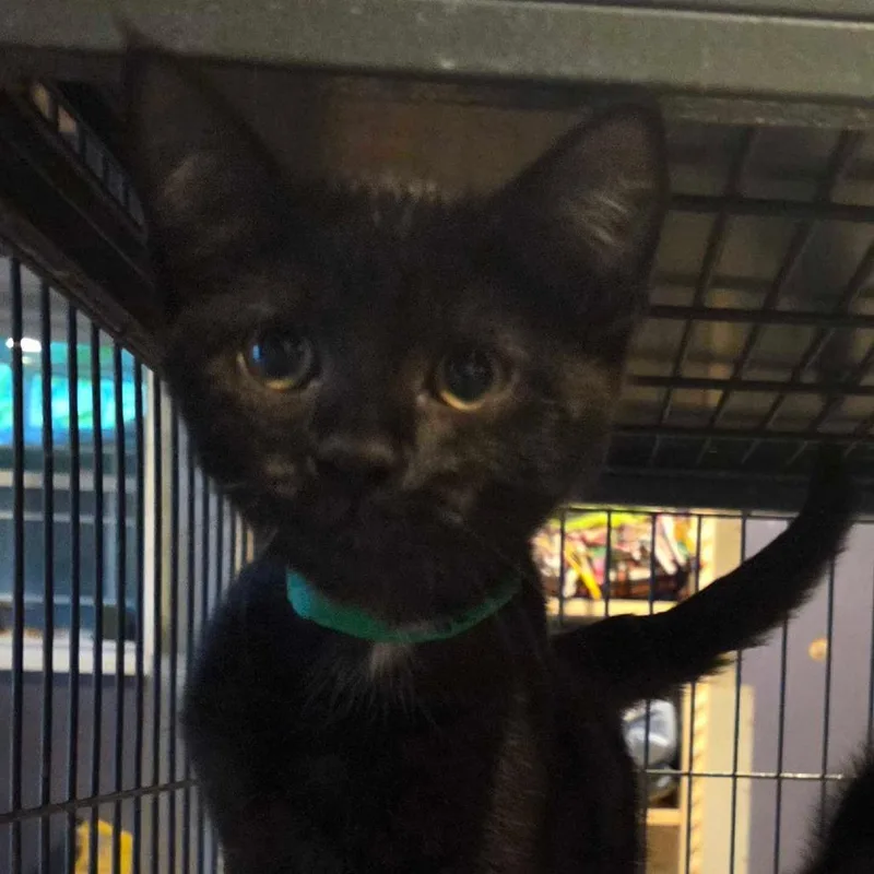 A baby small-sized male Black Domestic Short Hair cat named Cayden for adoption in Hanna City, IL