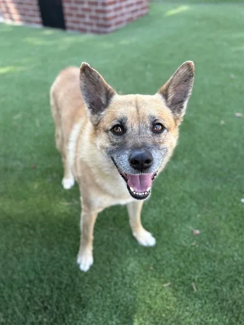 An adult medium-sized male Shiba Inu dog named Zae for adoption in Castaic, CA