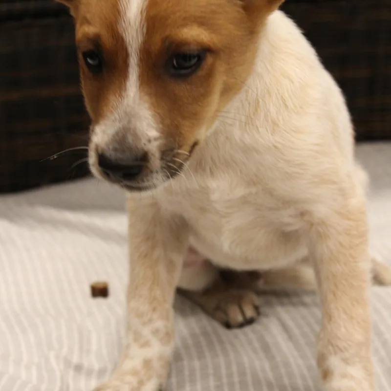A baby medium-sized male Red / Chestnut / Orange Cattle Dog dog named Phineas for adoption in Neillsville, WI