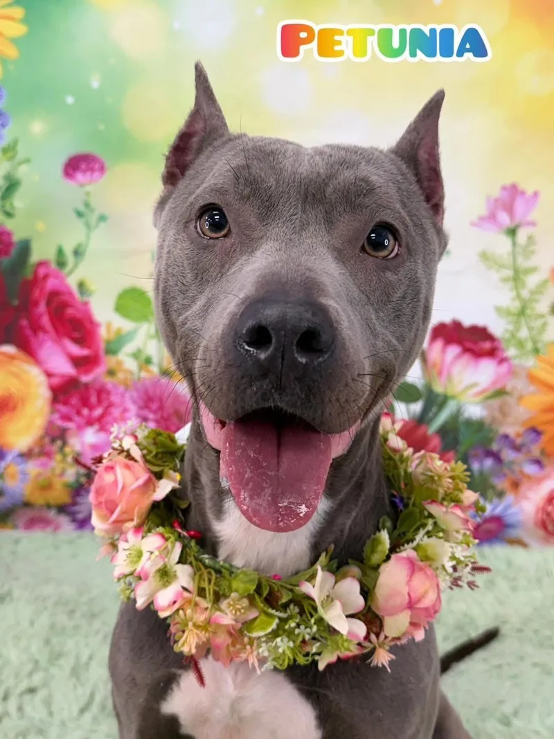 An adult medium-sized female Gray / Blue / Silver Mixed Breed dog named Petunia for adoption in Flint, MI