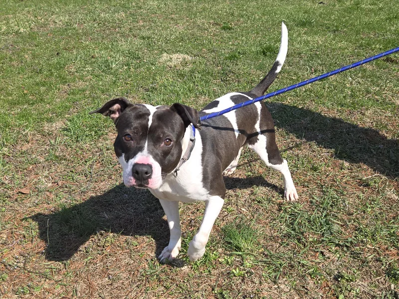 A young medium-sized male Harlequin Pit Bull Terrier dog named Jeffrey for adoption in Trenton, NJ