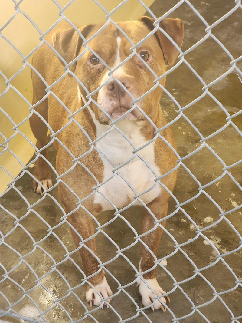 An adult large-sized male Pit Bull Terrier dog named 25-322 for adoption in Ridgecrest, CA