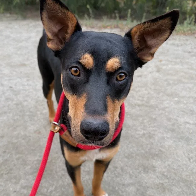 An adult large-sized female Shepherd dog named Dakota for adoption in San Diego, CA