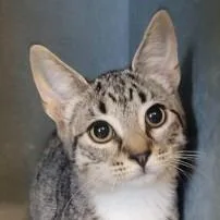 A baby small-sized female Brown / Chocolate Domestic Short Hair cat named Chonka for adoption in New York, NY