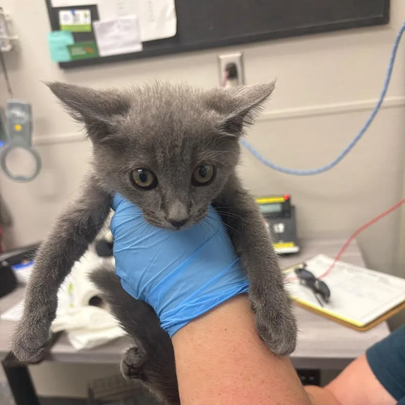 A baby small-sized female Gray / Blue / Silver Domestic Short Hair cat named Water for adoption in Columbiana, AL