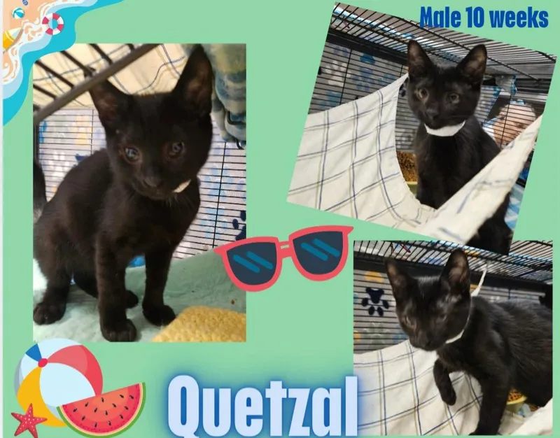 A baby small-sized male Domestic Short Hair cat named Quetzal for adoption in Blountville, TN