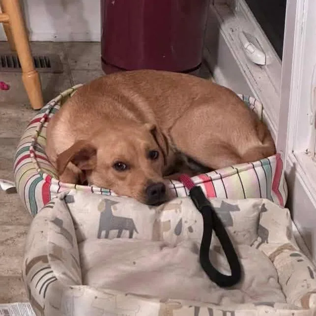 A young medium-sized female Yellow / Tan / Blond / Fawn Mixed Breed dog named Pretrial for adoption in Fredericksburg, VA