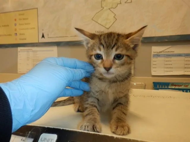 A baby small-sized male Domestic Short Hair cat named Chip for adoption in San Jose, CA