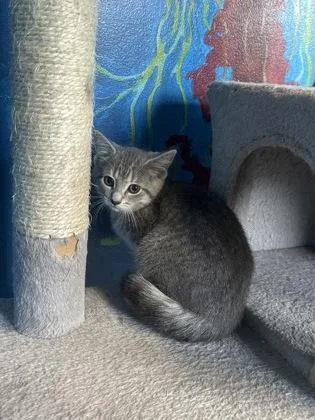 A baby small-sized female Gray / Blue / Silver Domestic Short Hair cat named Klondike for adoption in Harbor Springs, MI
