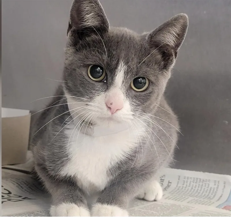 A baby small-sized female American Shorthair cat named Chrome for adoption in Beverly Hills, CA