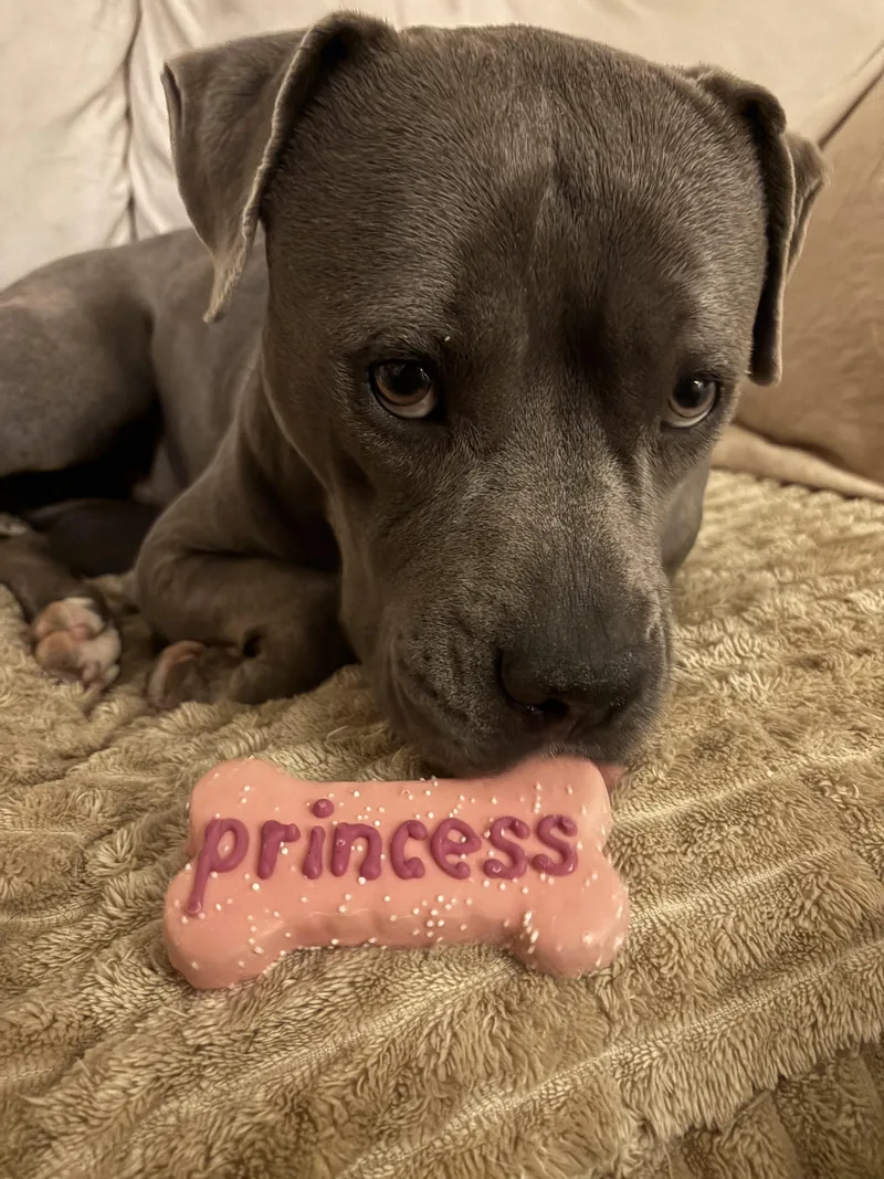 An adult medium-sized female Pit Bull Terrier dog named Sophia for adoption in Carmel, NY