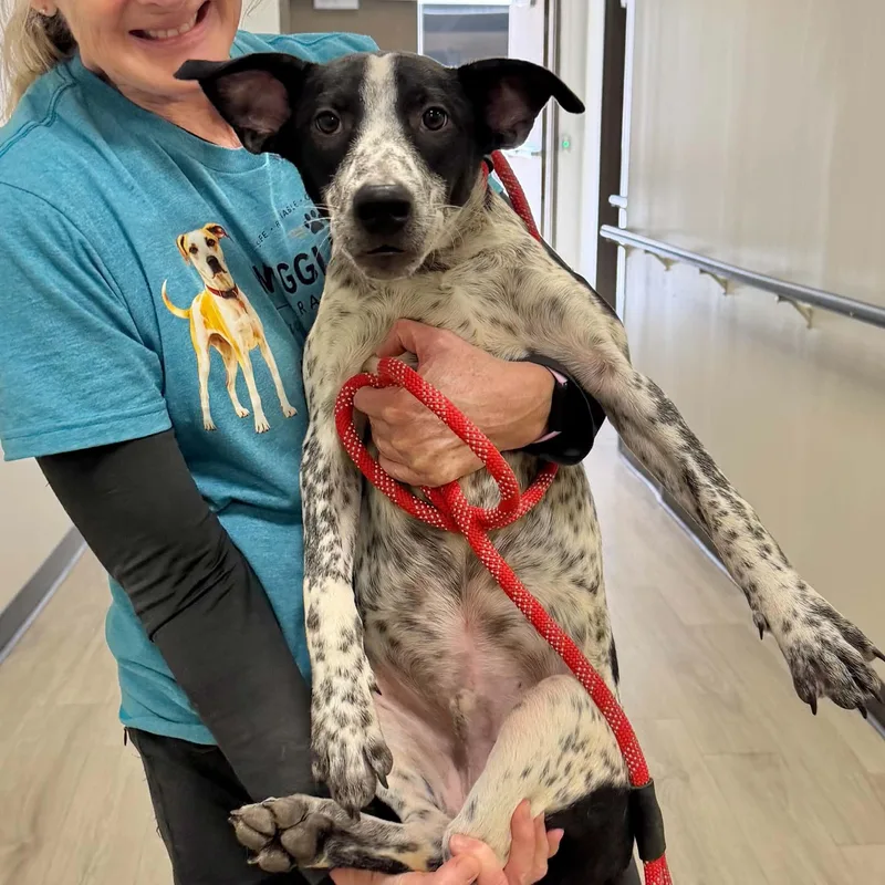 A young medium-sized male White / Cream Australian Cattle Dog / Blue Heeler dog named Cooper for adoption in Boulder, CO