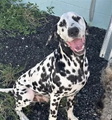 An adult large-sized male Dalmatian dog named A for adoption in Palmetto, FL