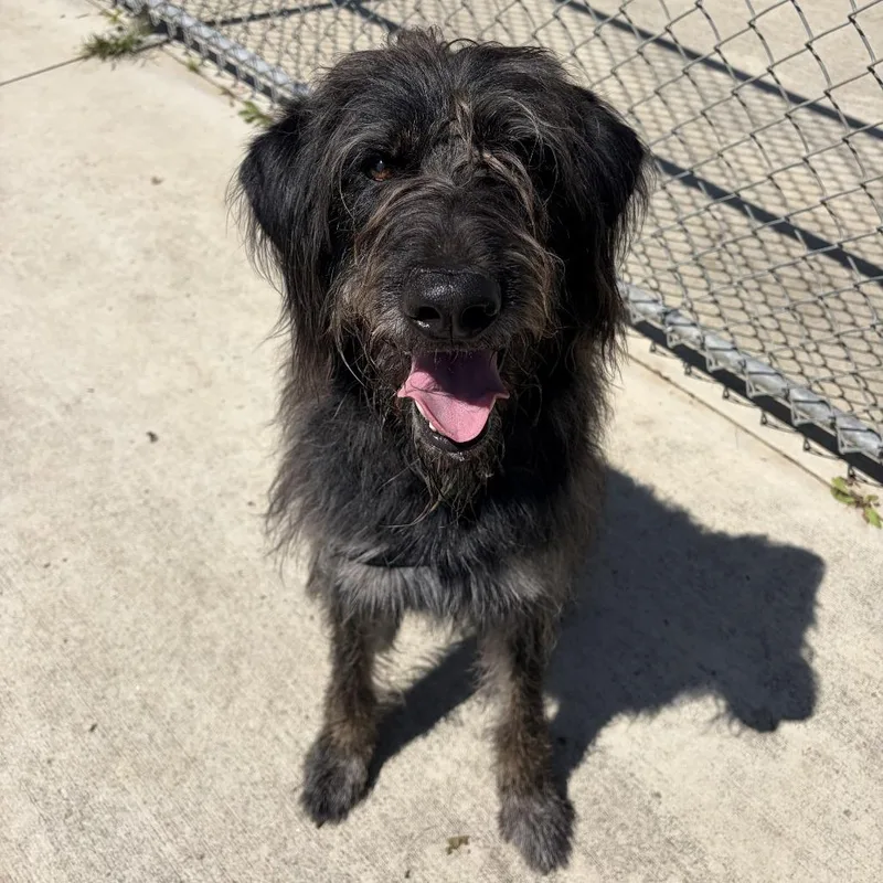An adult medium-sized male Black German Shepherd Dog dog named Doakes for adoption in Delaware, OH