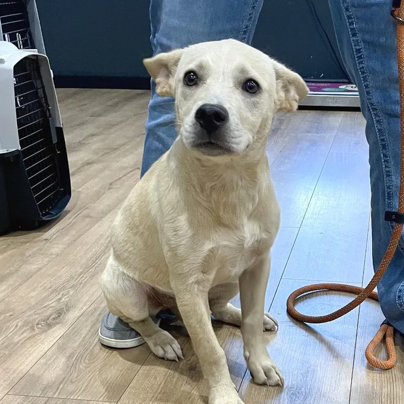 An adult medium-sized female White / Cream Shepherd dog named Bambi for adoption in Livingston, TX