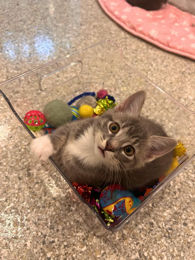 A baby small-sized female Tabby cat named Michaela for adoption in Wheaton, IL