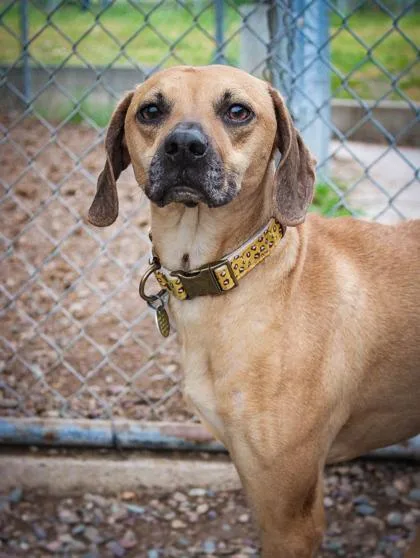 A young medium-sized female Mixed Breed dog named Lil Girl for adoption in Missoula, MT