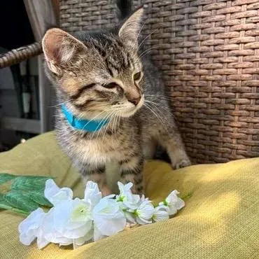 A baby small-sized male Brown / Chocolate Domestic Short Hair cat named Sky for adoption in Rochester, MN