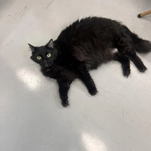 A senior small-sized female Bombay cat named Nala for adoption in Georgetown, KY