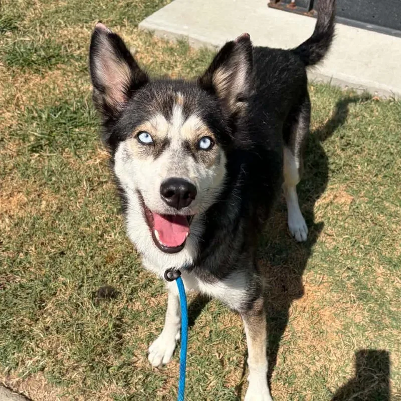 An adult medium-sized female Gray / Blue / Silver Husky dog named Sabrina for adoption in Concord, NC