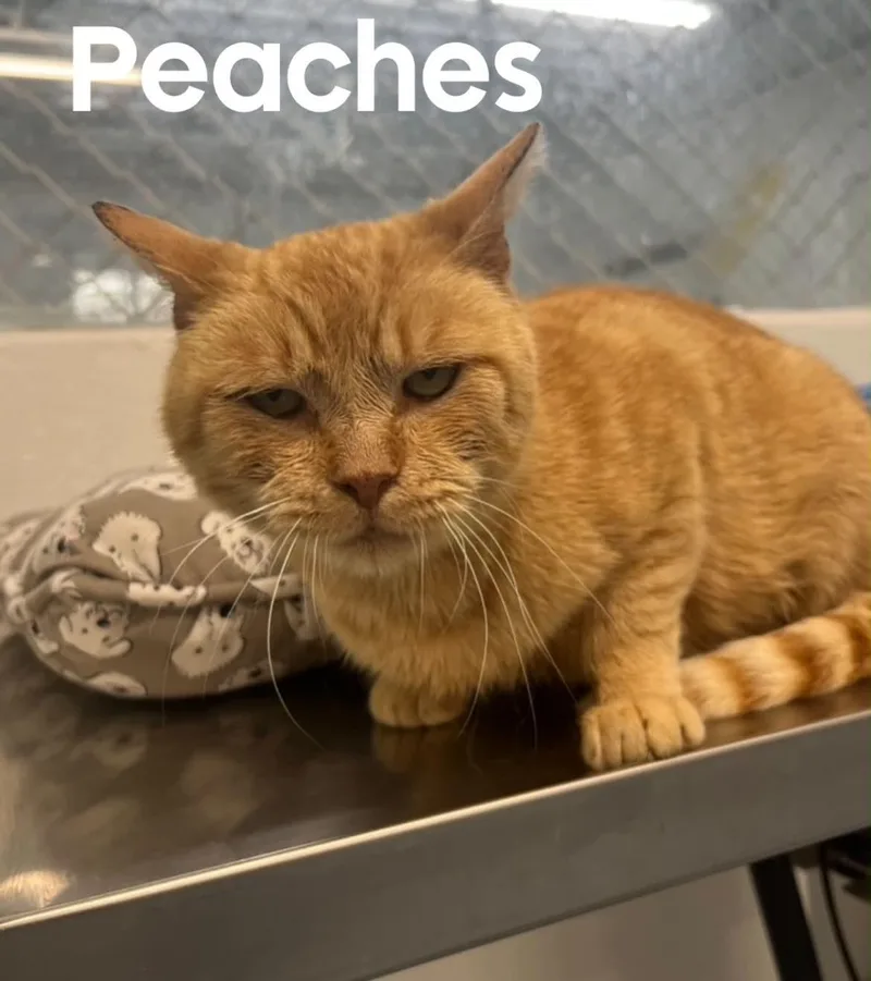 Peaches